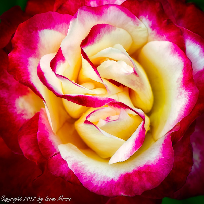 Cream and Crimson Rose