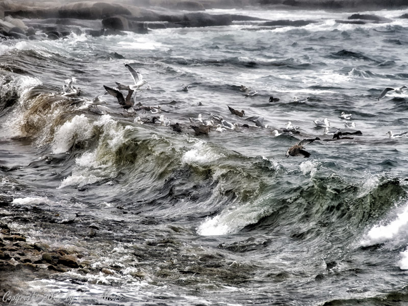 Gulls and Waves