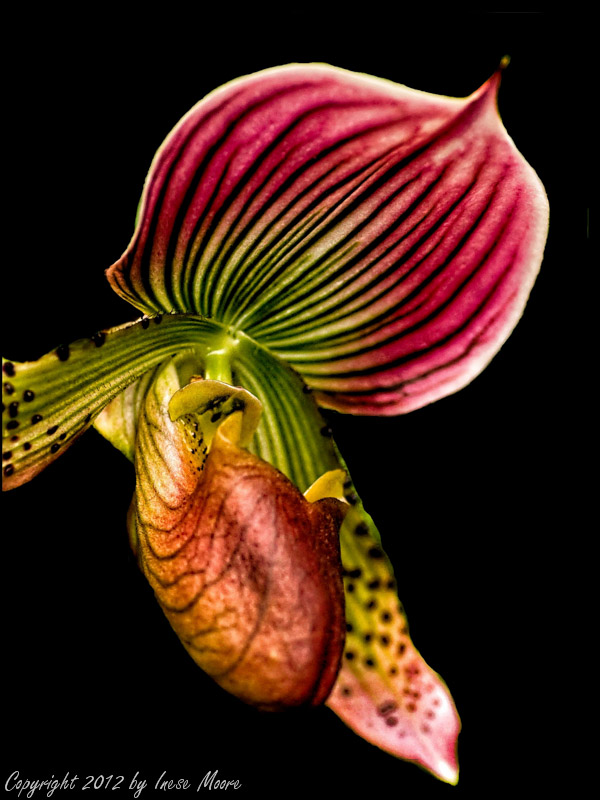 Lady Slipper Orchid