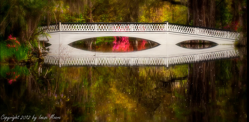 Magnolia White Bridge