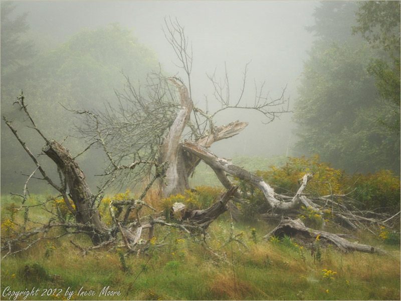 Misty Meadow