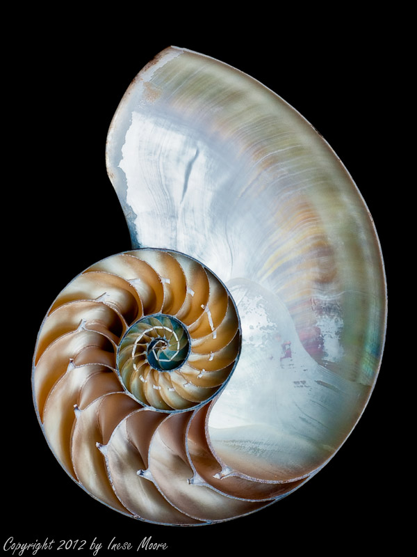 Nautilus