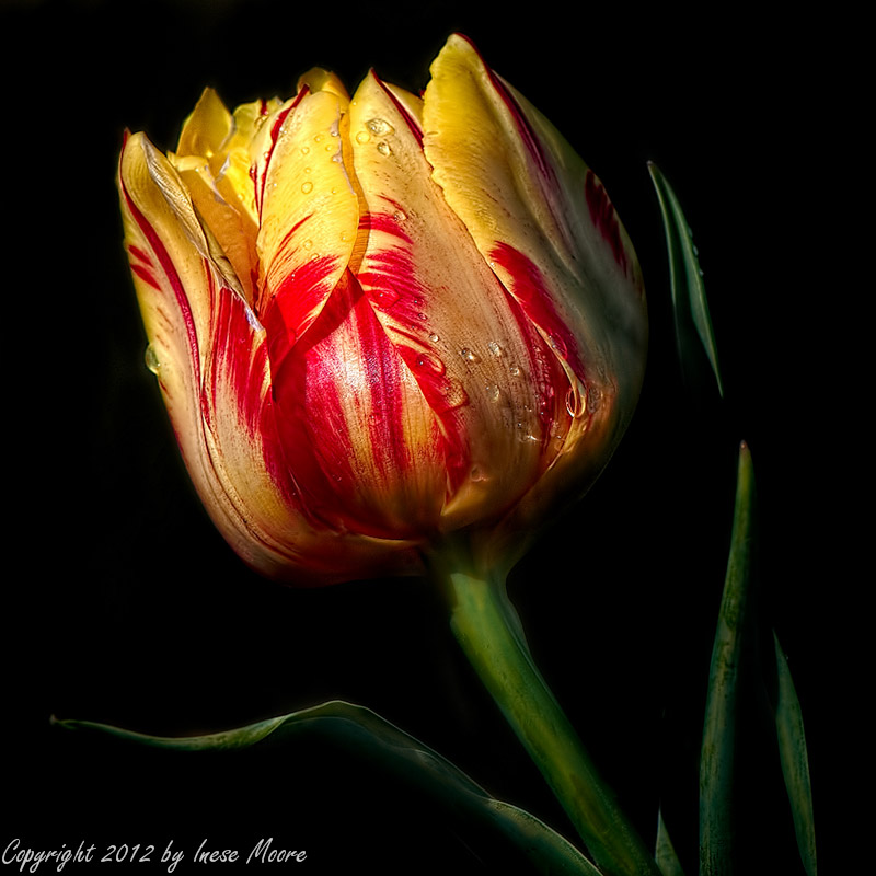 Parrot Tulip