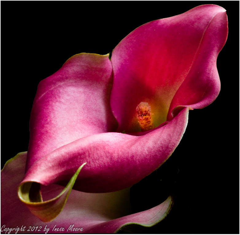 Pink Calla