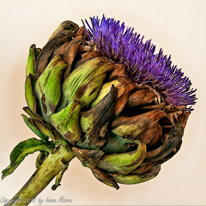 Purple Artichoke