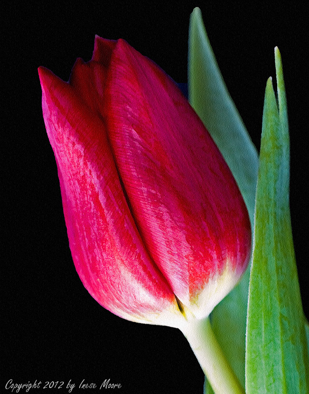 Red Tulip