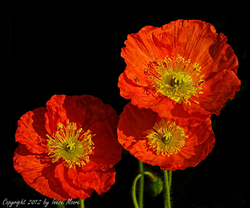 Trio of Poppies