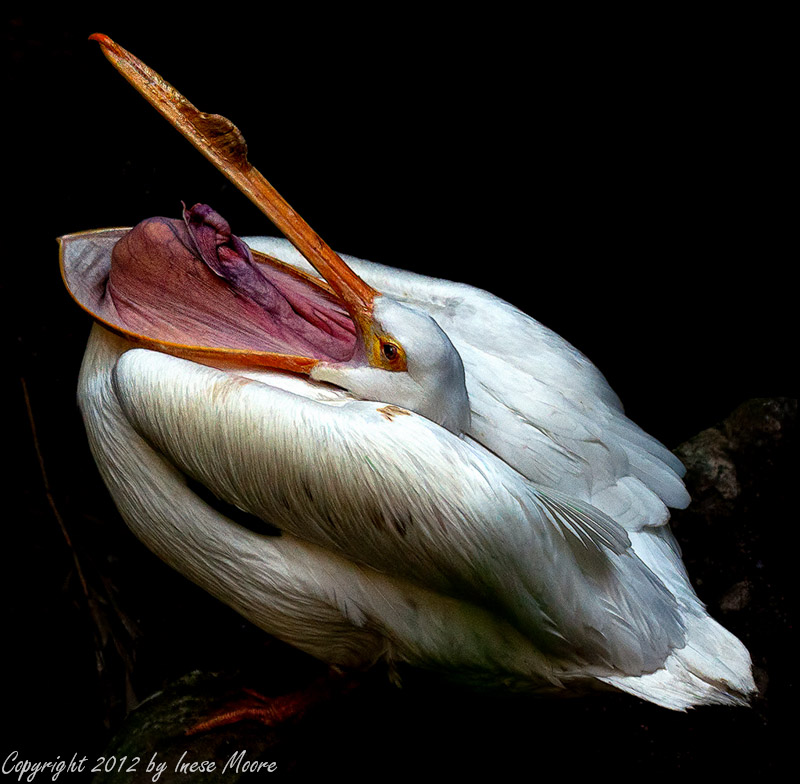 White Pelican